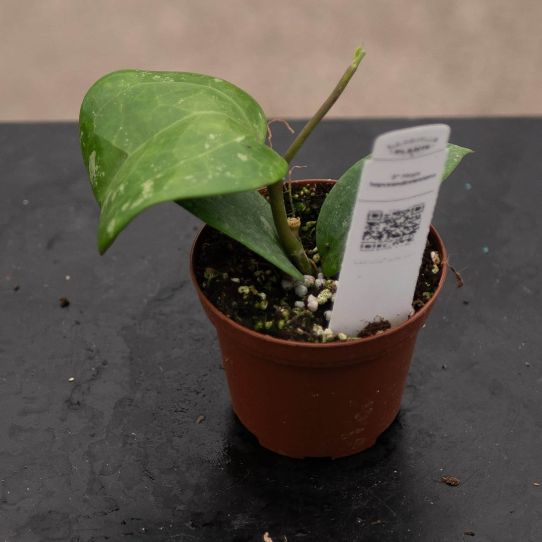 Gabriella Plants Hoya 3" Hoya loyceandrewsiana
