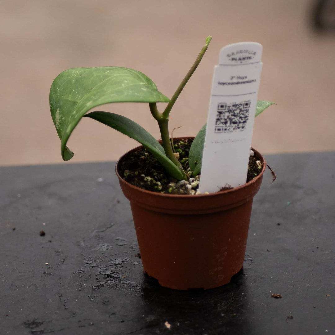 Gabriella Plants Hoya 3" Hoya loyceandrewsiana