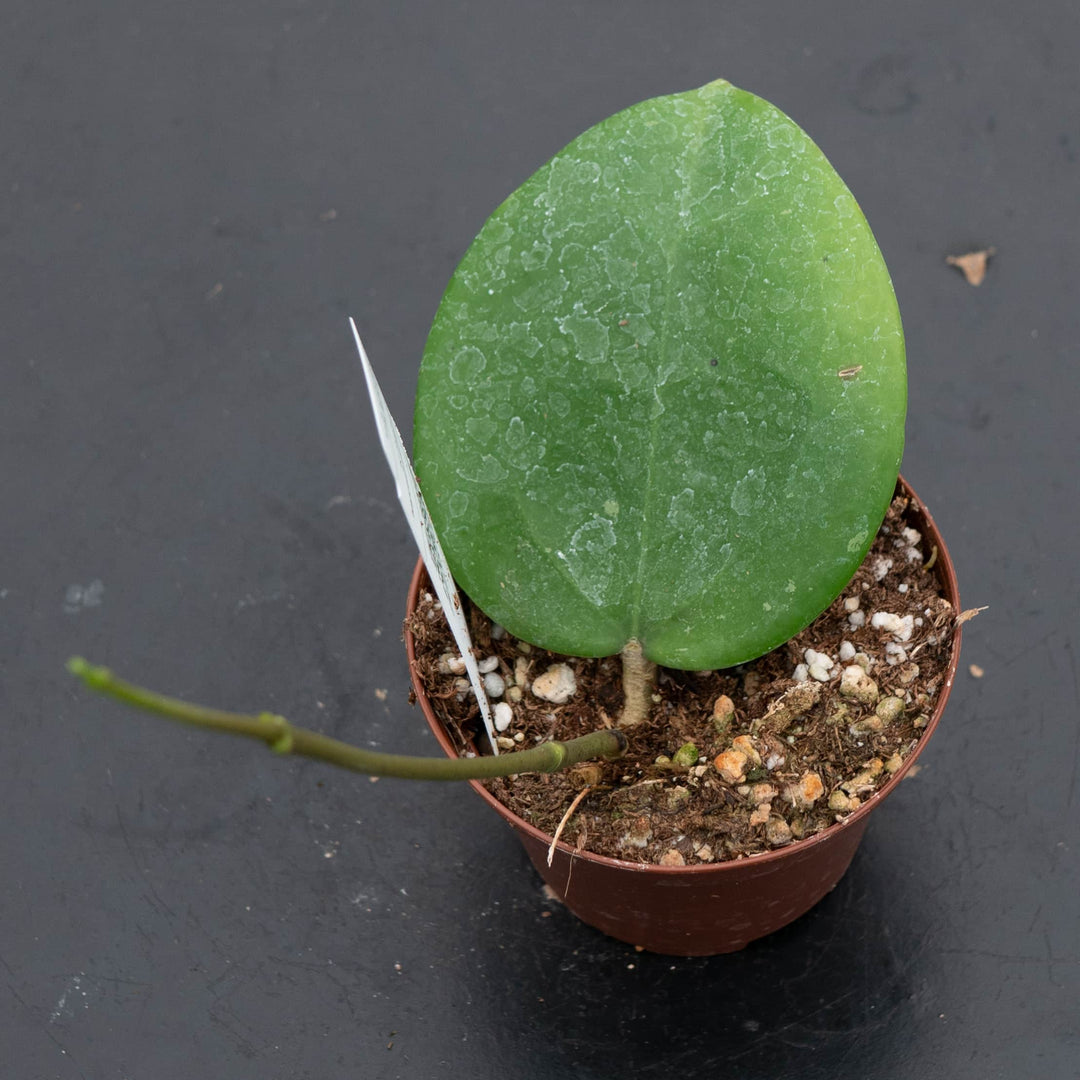 hoya money plant Hoya loyceandrewsiana