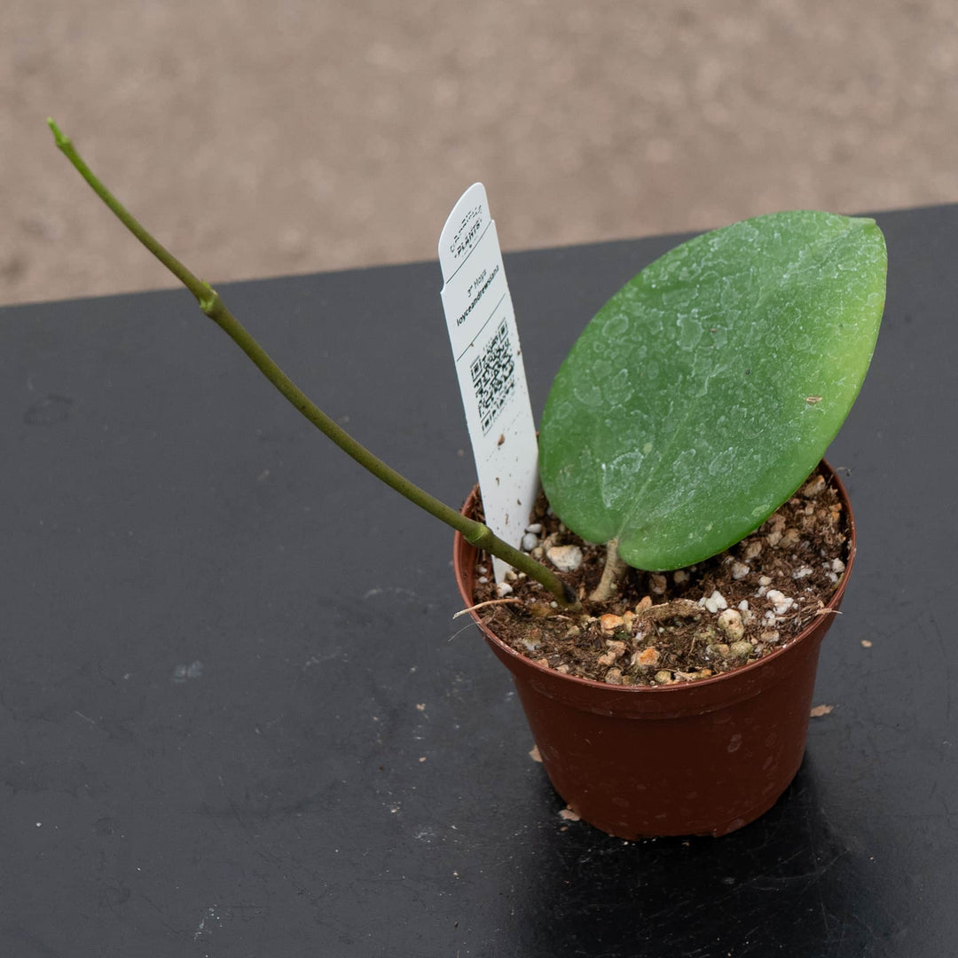 Gabriella Plants Hoya 3" Hoya loyceandrewsiana