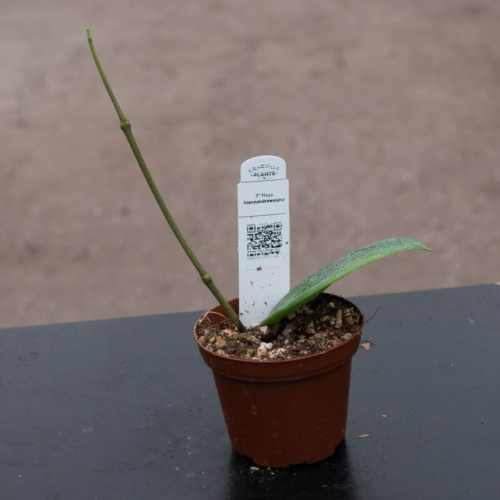 Gabriella Plants Hoya 3" Hoya loyceandrewsiana