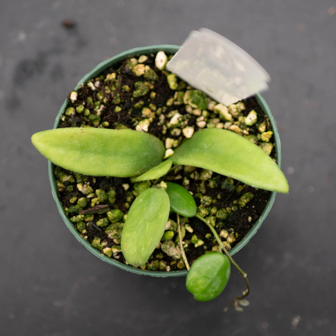 Gabriella Plants Hoya 3" Hoya lyi
