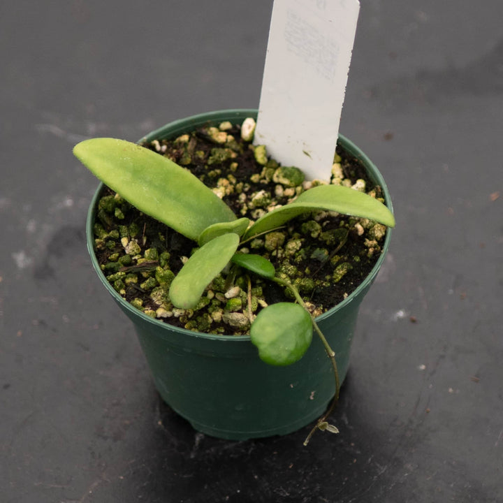 Gabriella Plants Hoya 3" Hoya lyi