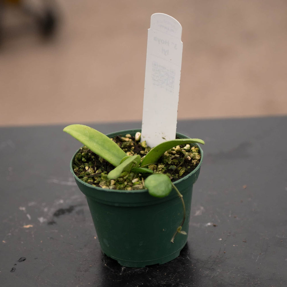 Gabriella Plants Hoya 3" Hoya lyi