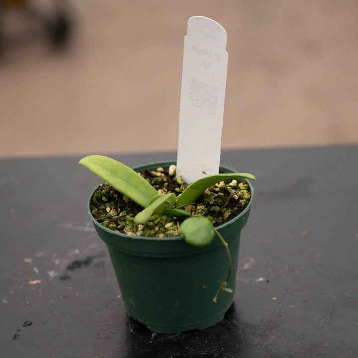 Gabriella Plants Hoya 3" Hoya lyi