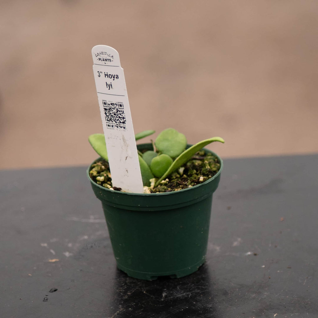 Gabriella Plants Hoya 3" Hoya lyi