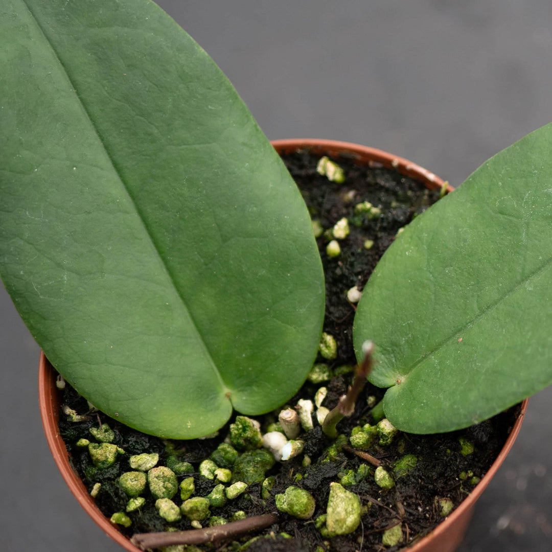 Gabriella Plants Hoya 3" Hoya macgillivrayi