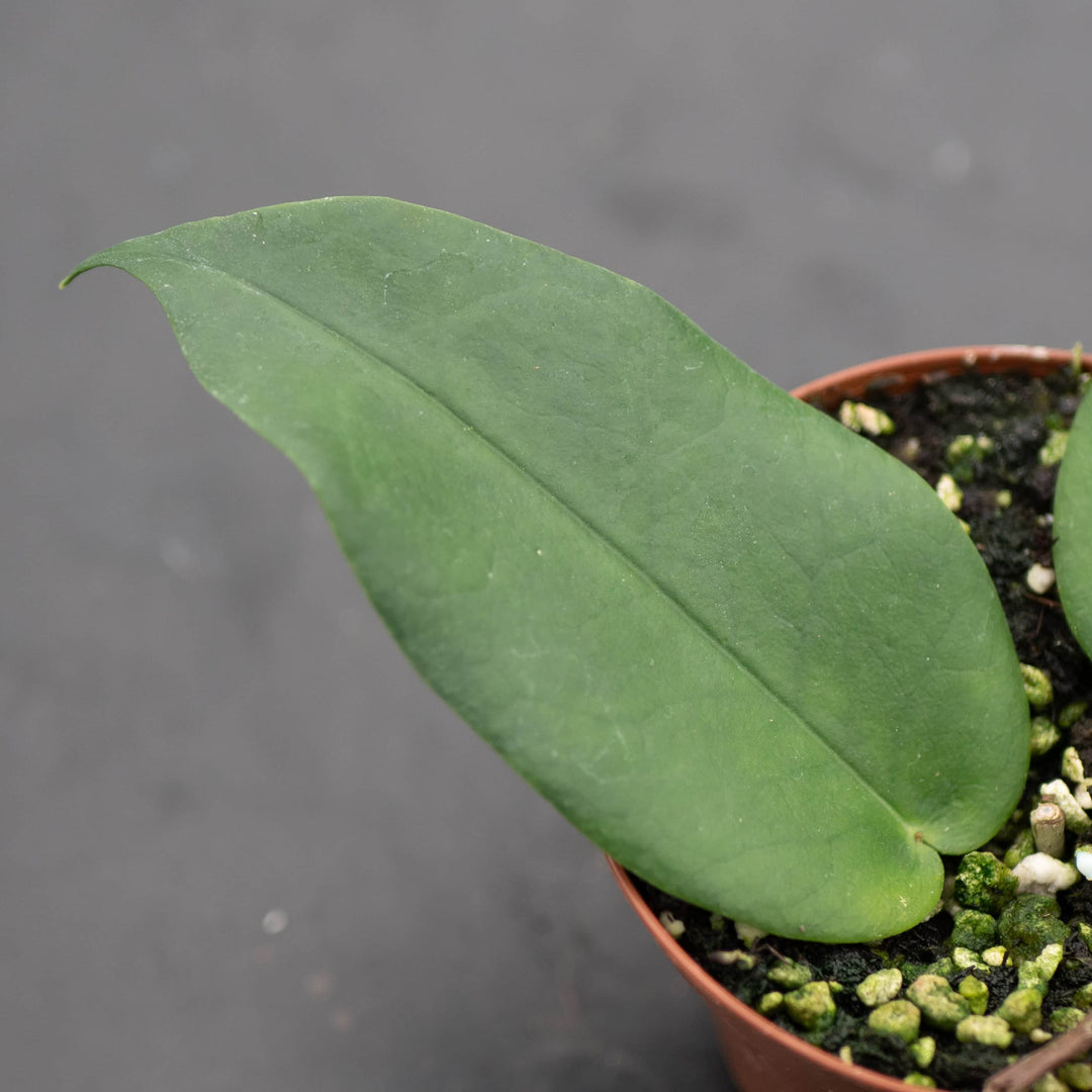 Gabriella Plants Hoya 3" Hoya macgillivrayi