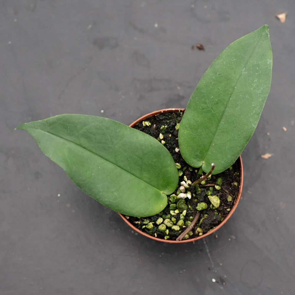 Gabriella Plants Hoya 3" Hoya macgillivrayi