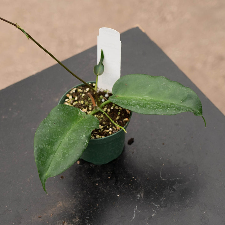 Gabriella Plants Hoya 3" Hoya macgillivrayi