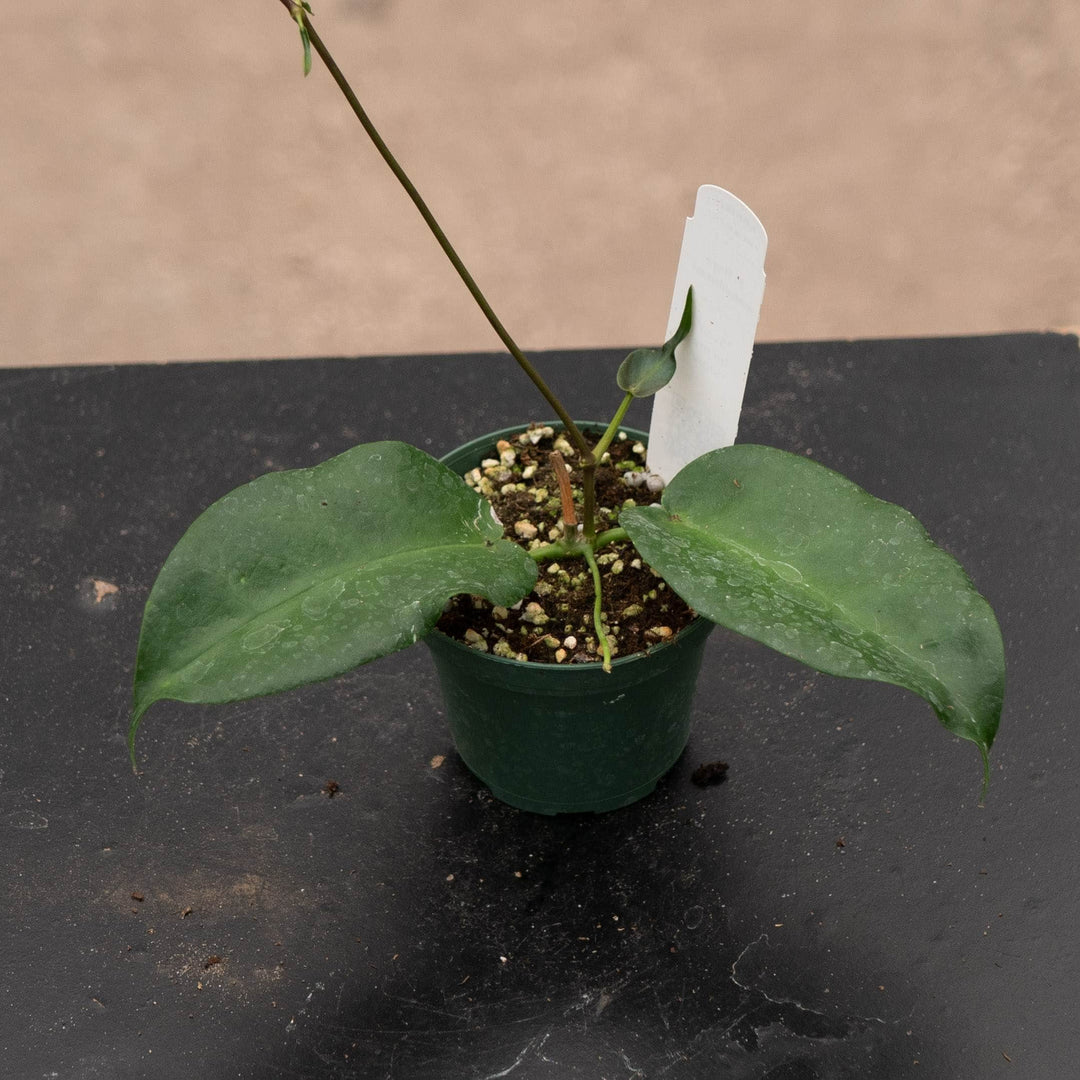 Gabriella Plants Hoya 3" Hoya macgillivrayi