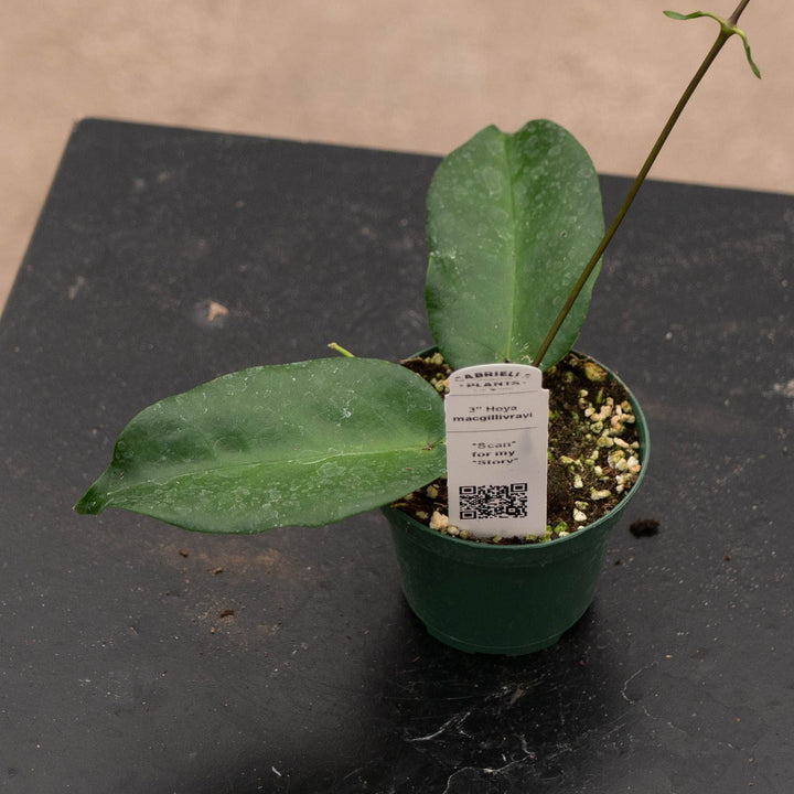 Gabriella Plants Hoya 3" Hoya macgillivrayi