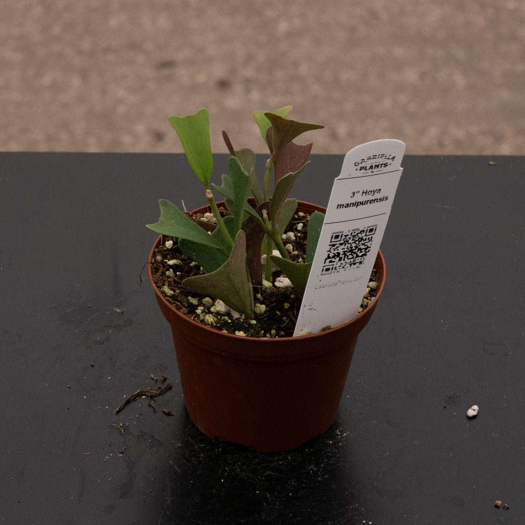 Gabriella Plants 3" Hoya manipurensis
