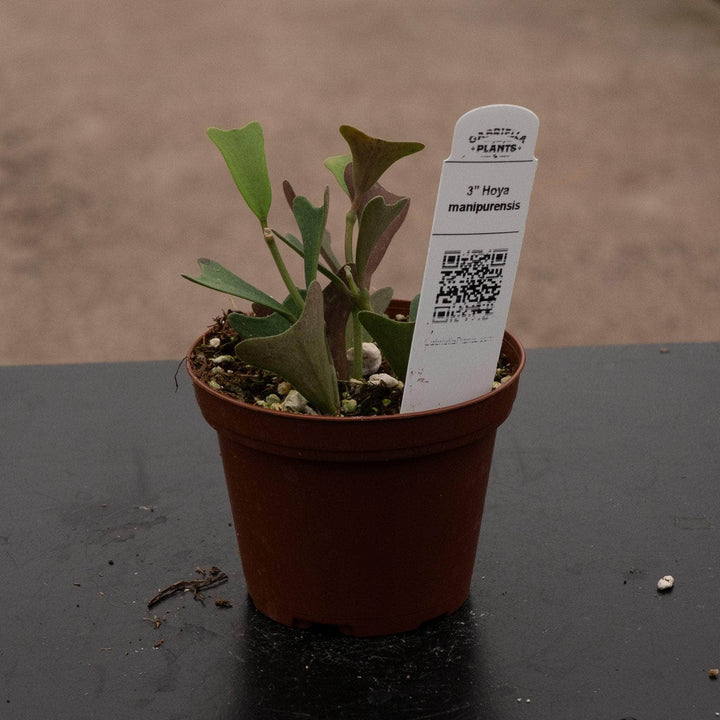 Gabriella Plants 3" Hoya manipurensis