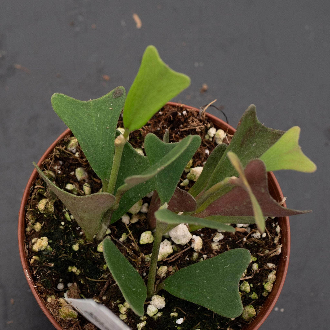 Gabriella Plants 3" Hoya manipurensis