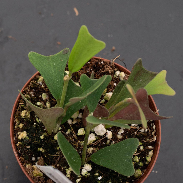 Gabriella Plants 3" Hoya manipurensis