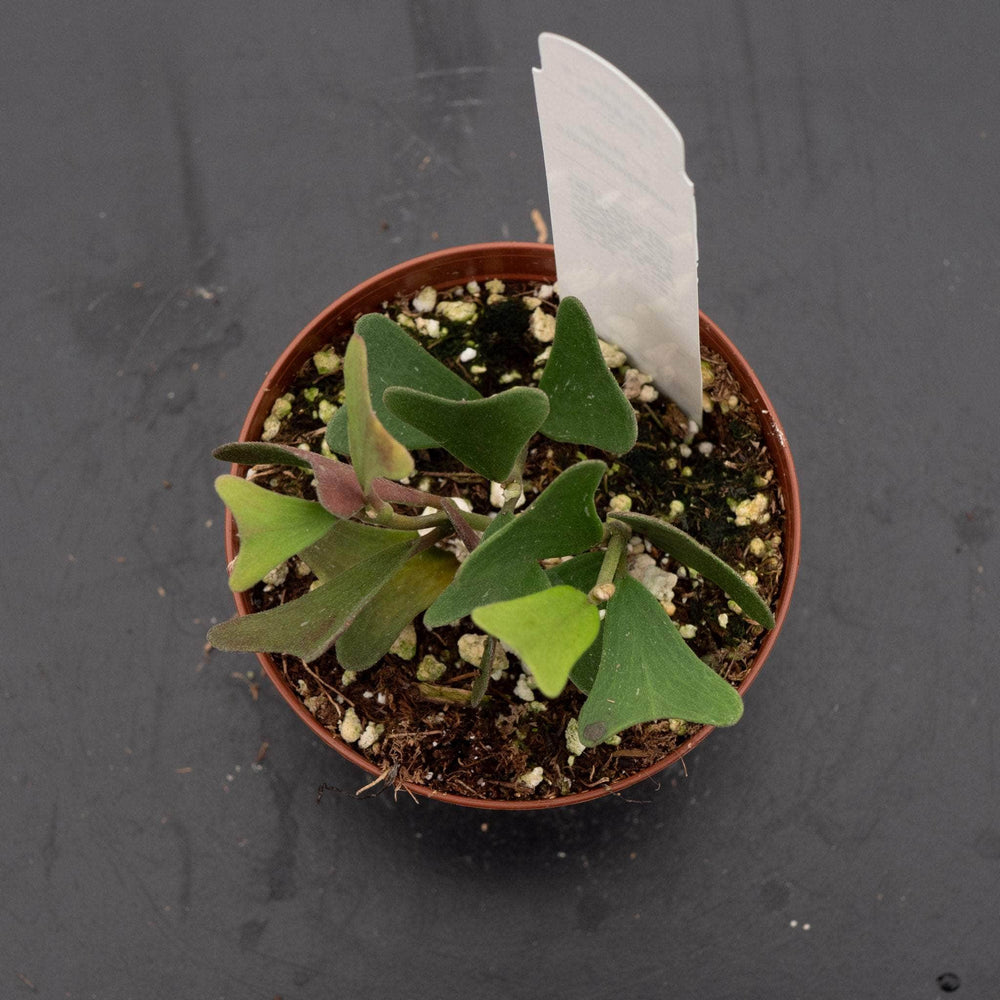 Gabriella Plants 3" Hoya manipurensis