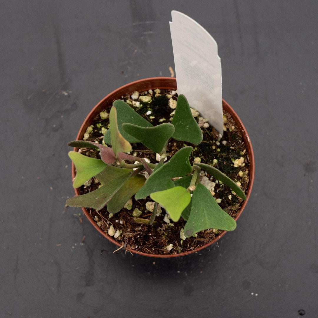 Gabriella Plants 3" Hoya manipurensis