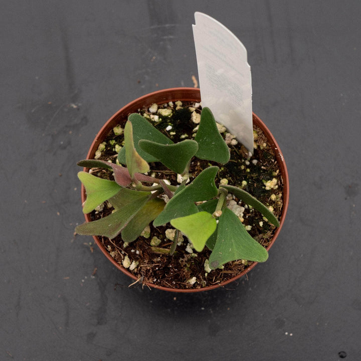 Gabriella Plants 3" Hoya manipurensis