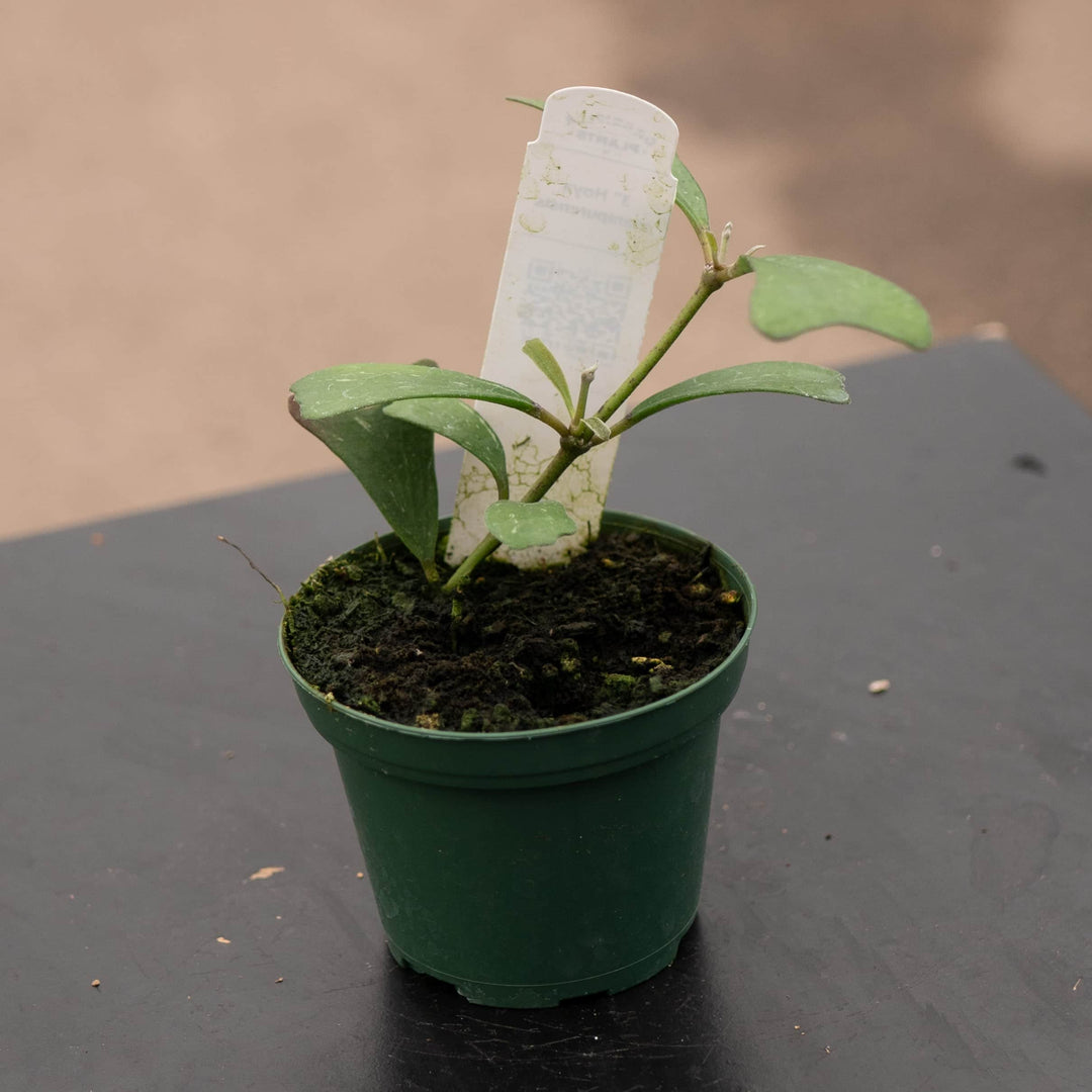 Gabriella Plants 3" Hoya manipurensis