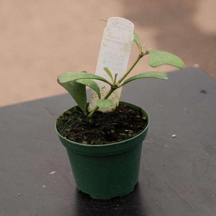 Gabriella Plants 3" Hoya manipurensis
