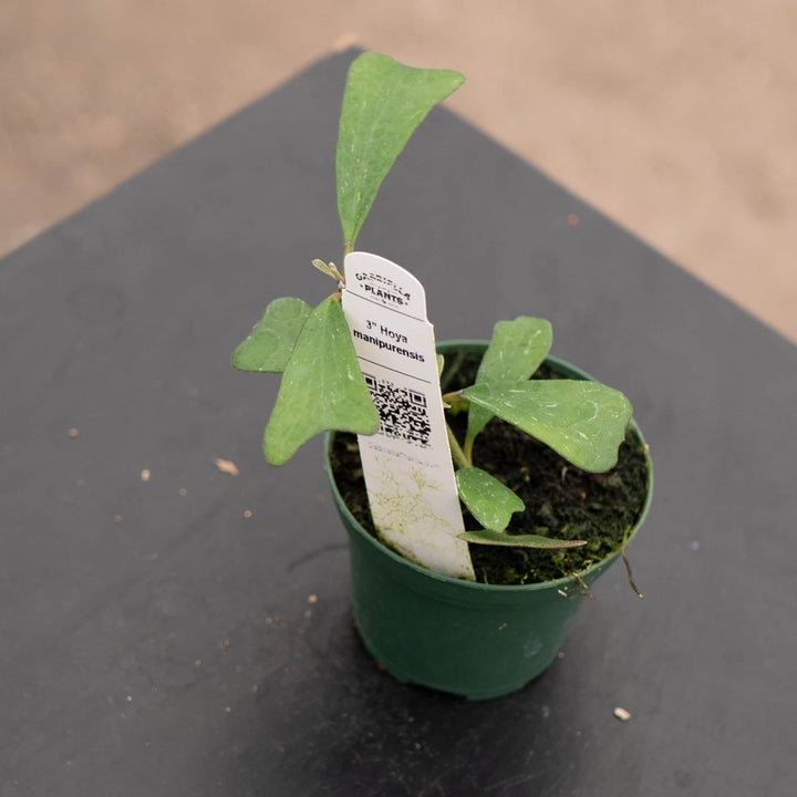 Gabriella Plants 3" Hoya manipurensis
