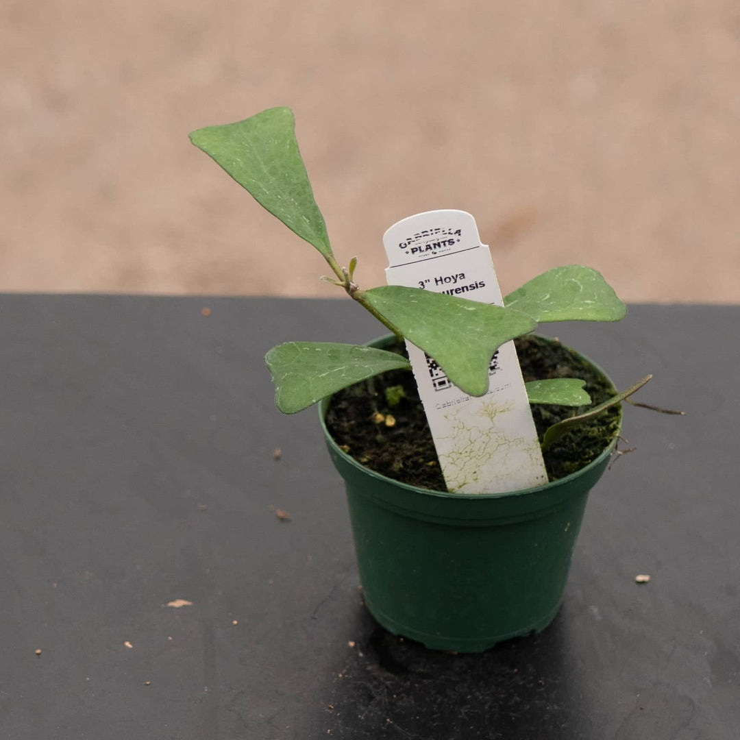 Gabriella Plants 3" Hoya manipurensis