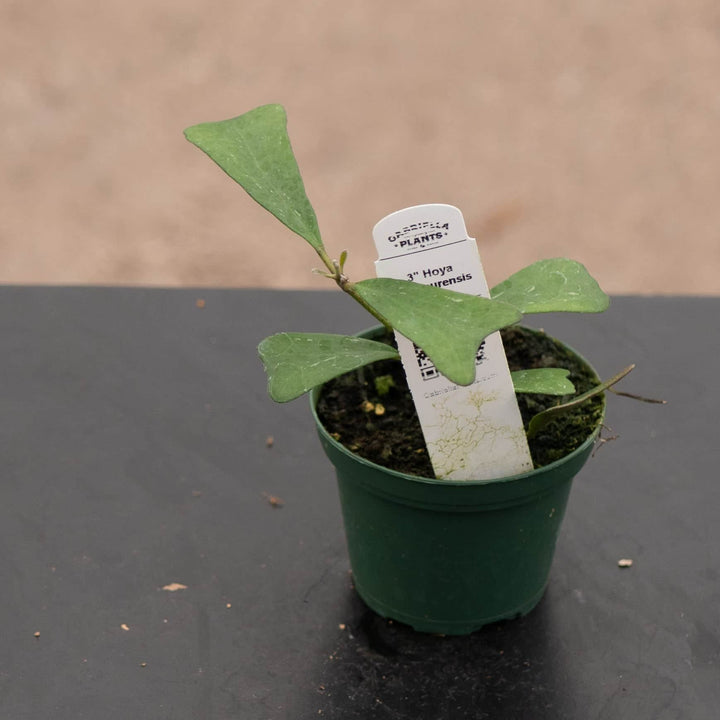Gabriella Plants 3" Hoya manipurensis