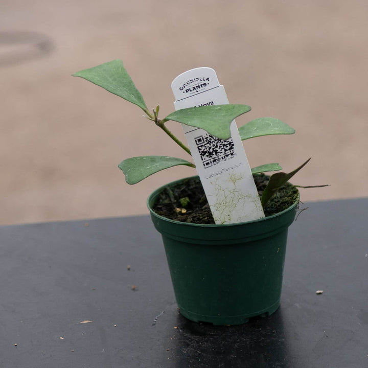 Gabriella Plants 3" Hoya manipurensis
