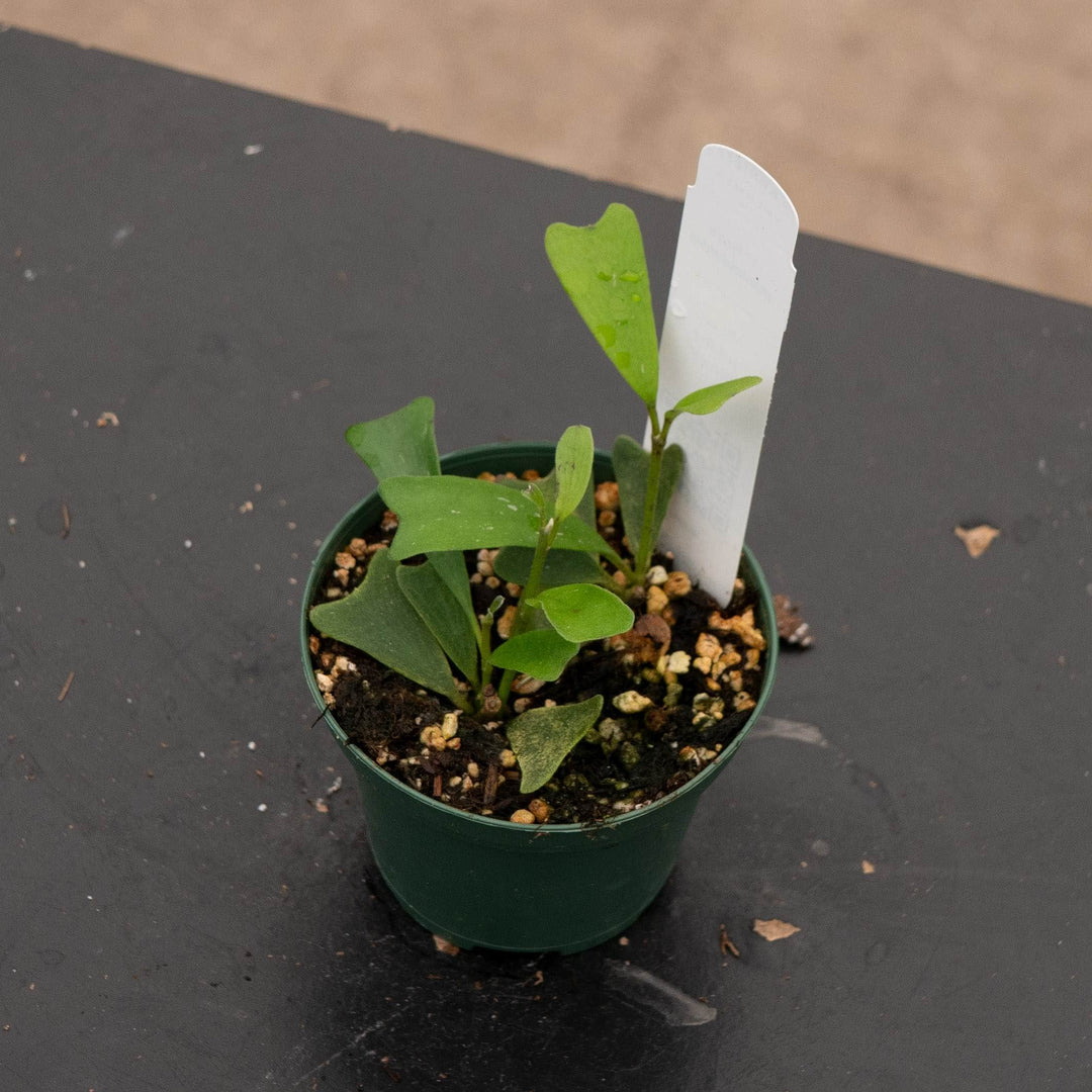 Gabriella Plants 3" Hoya manipurensis