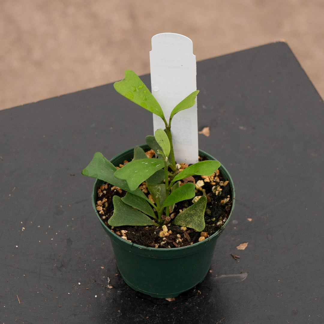 Gabriella Plants 3" Hoya manipurensis