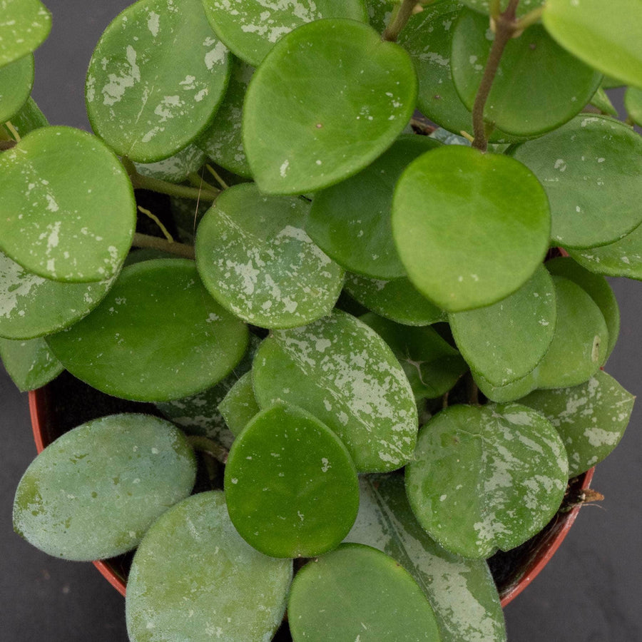 Hoya 'Mathilde’ ‘Splash’ – Gabriella Plants