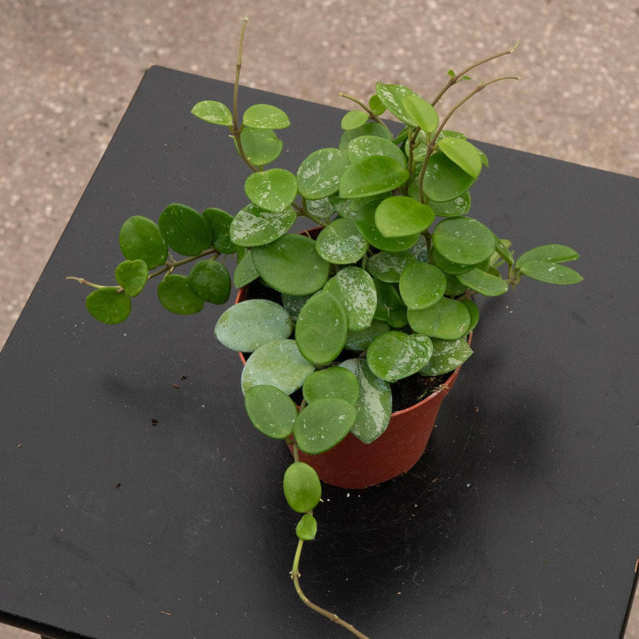 Hoya 'Mathilde’ ‘Splash’ – Gabriella Plants