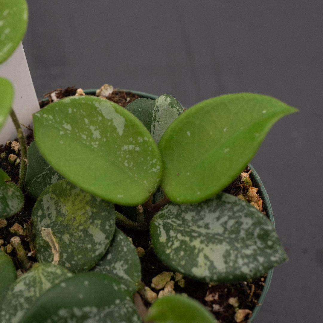 Gabriella Plants Hoya Hoya 'Mathilde’ ‘Splash’