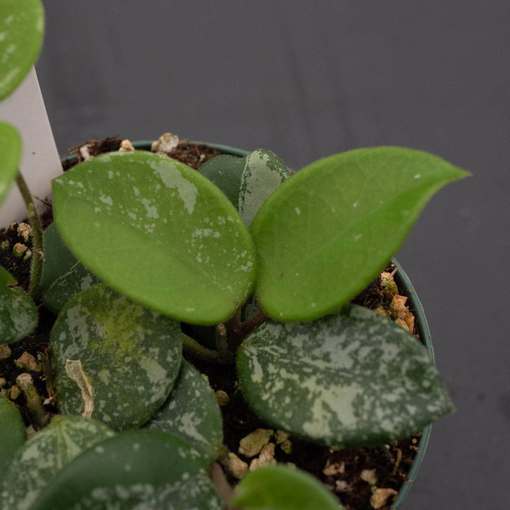 Gabriella Plants Hoya Hoya 'Mathilde’ ‘Splash’