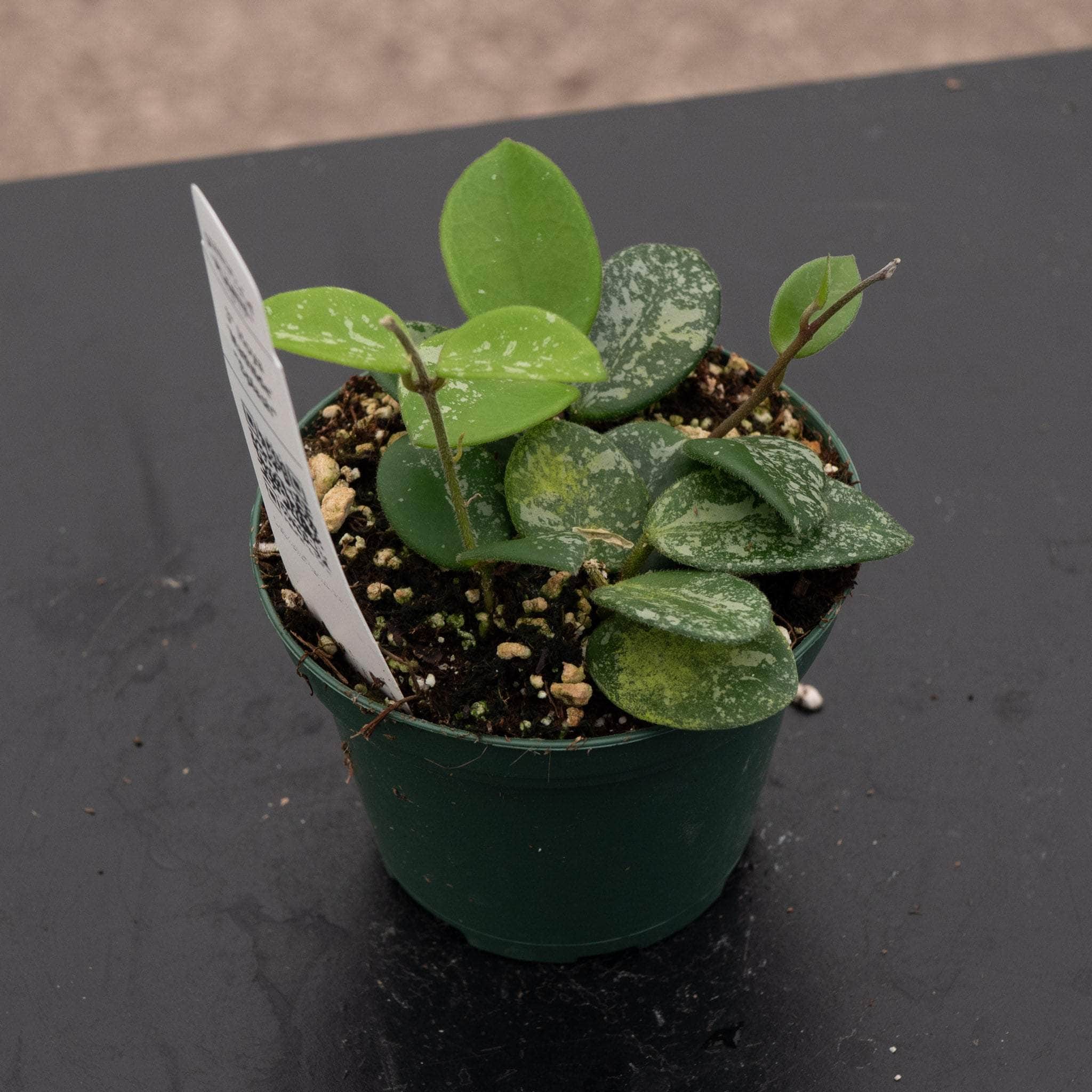 Hoya 'Mathilde' 'Splash' – Gabriella Plants