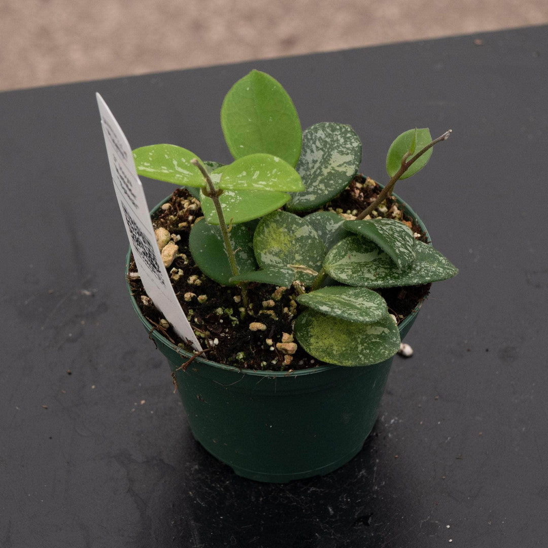 Gabriella Plants Hoya Hoya 'Mathilde’ ‘Splash’