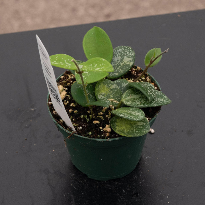 Gabriella Plants Hoya Hoya 'Mathilde’ ‘Splash’