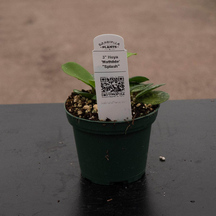 Gabriella Plants Hoya Hoya 'Mathilde’ ‘Splash’