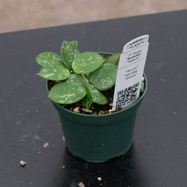 Gabriella Plants Hoya Hoya &