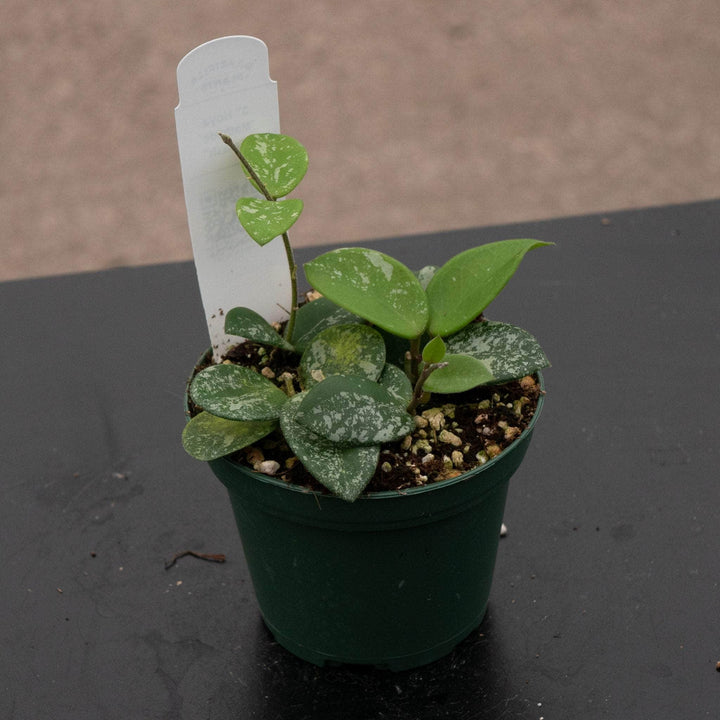 Gabriella Plants Hoya 3" Hoya 'Mathilde’ ‘Splash’