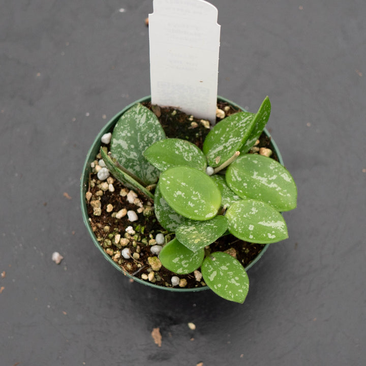 Gabriella Plants Hoya 3" Hoya &