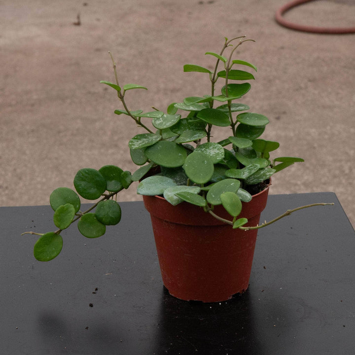Gabriella Plants Hoya 4" Hoya 'Mathilde’ ‘Splash’