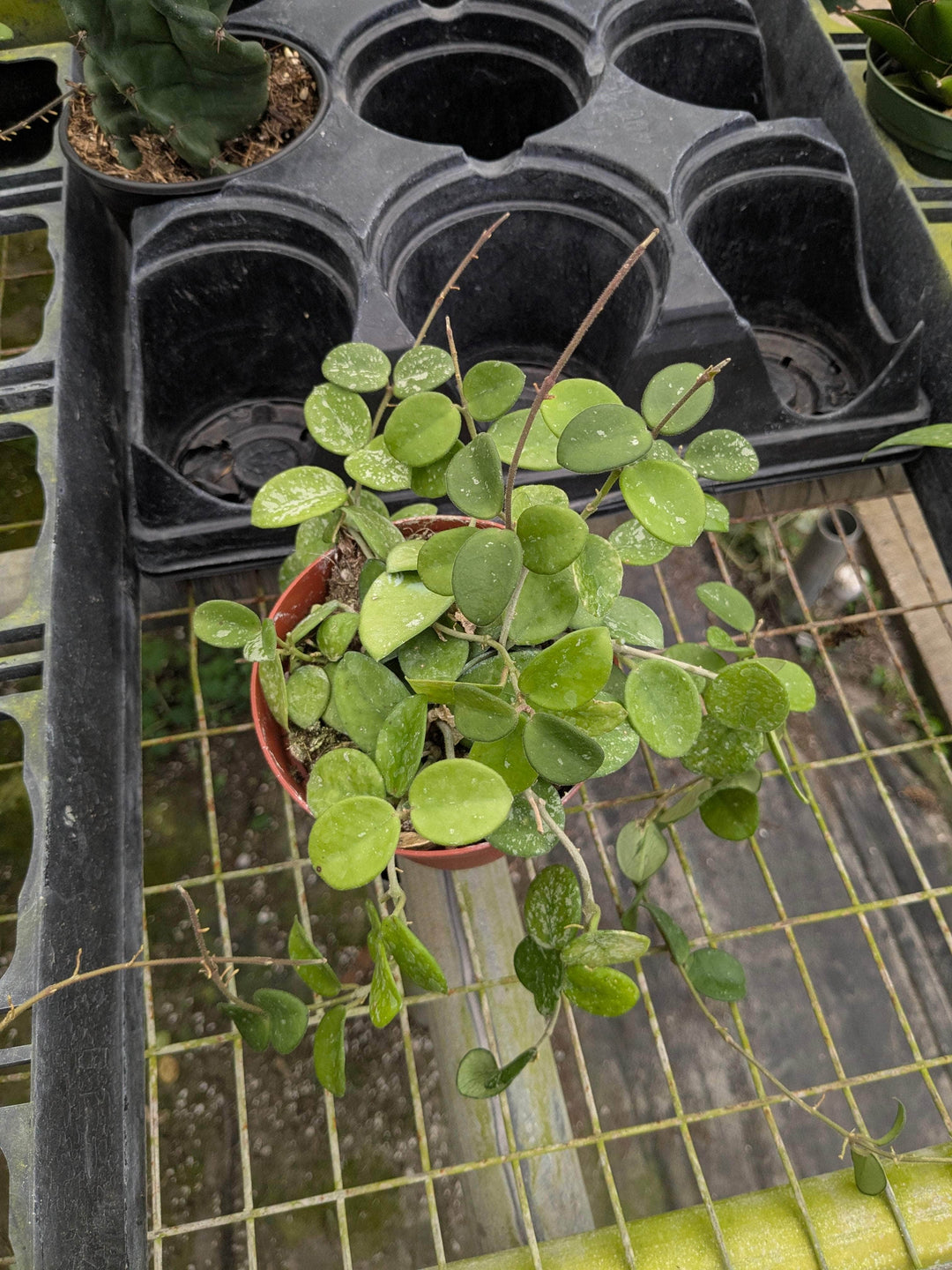 Gabriella Plants Hoya 4" Hoya 'Mathilde’ ‘Splash’