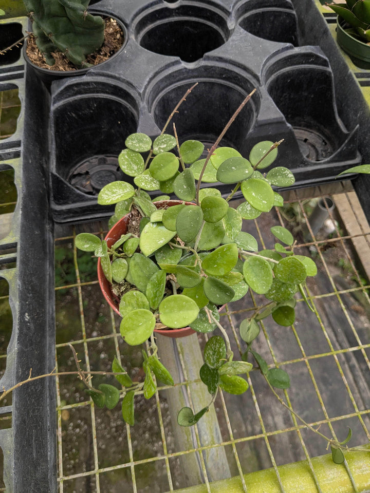Gabriella Plants Hoya 4" Hoya 'Mathilde’ ‘Splash’