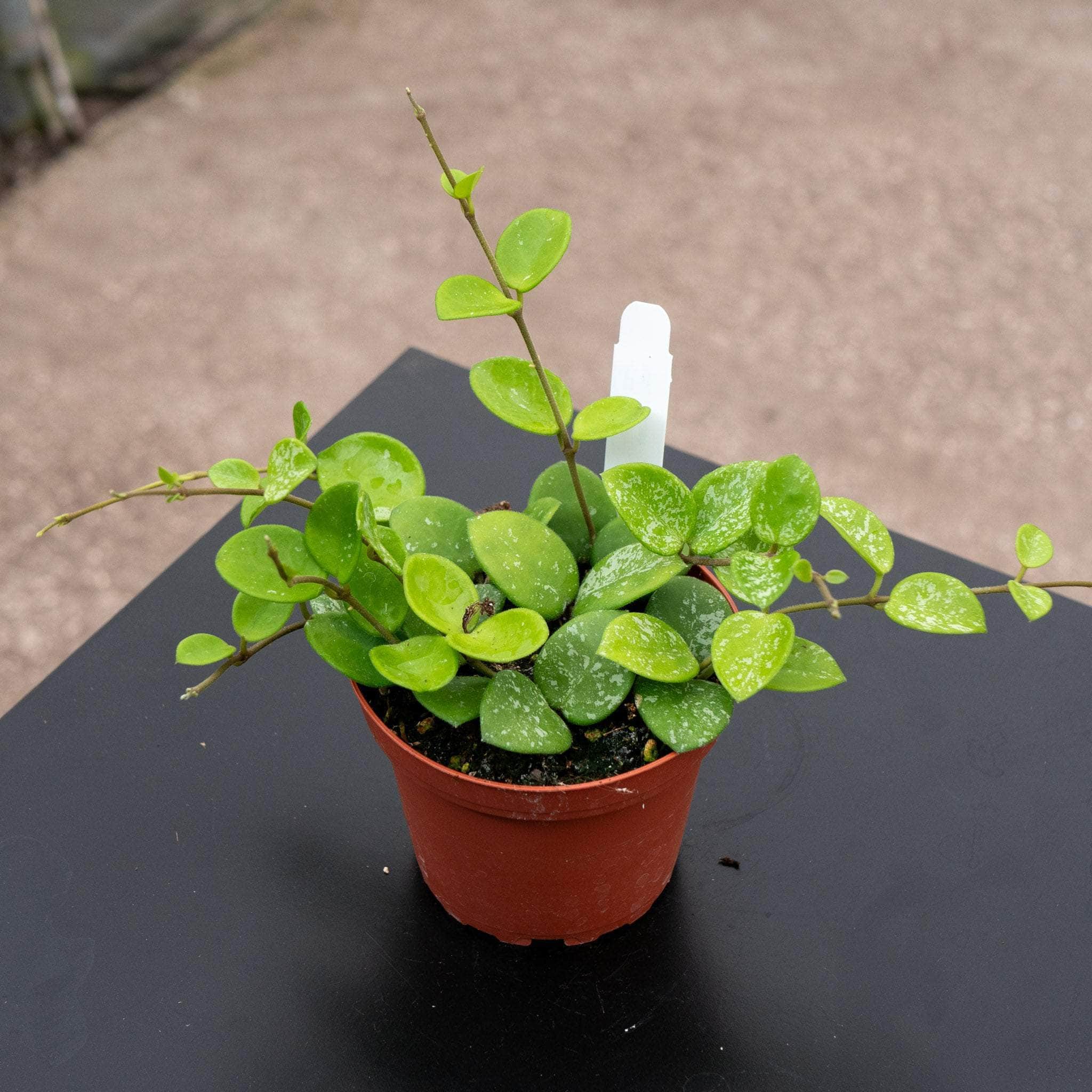 Hoya 'Mathilde' 