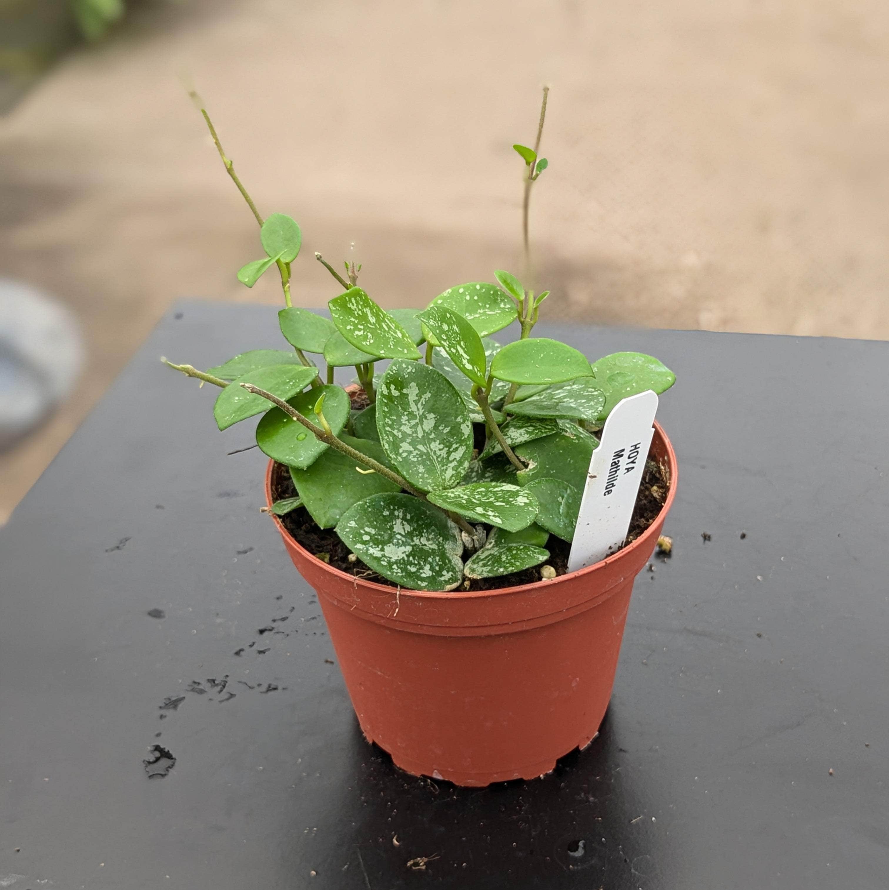 Hoya 'Mathilde’ ‘Splash’ - Gabriella Plants