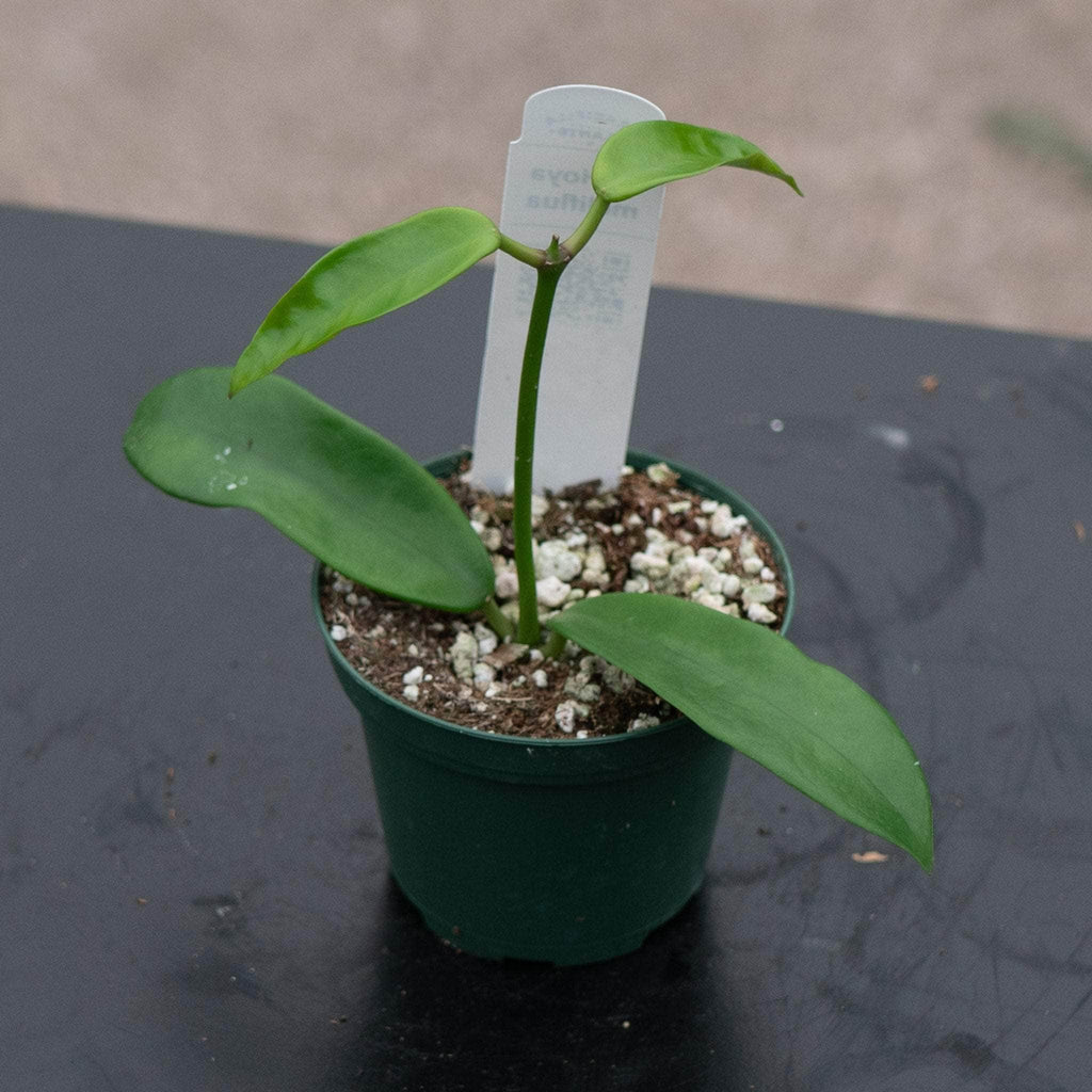Hoya meliflua ホヤ　メリフルア　抜き苗　鉢無し gabriella-plants-hoya-meliflua