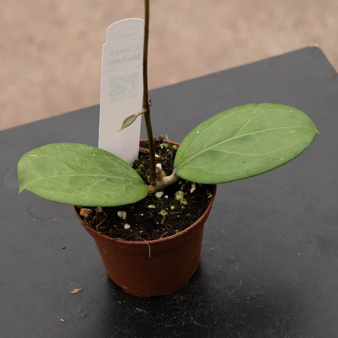 Gabriella Plants Hoya 3" Hoya 'Michele'