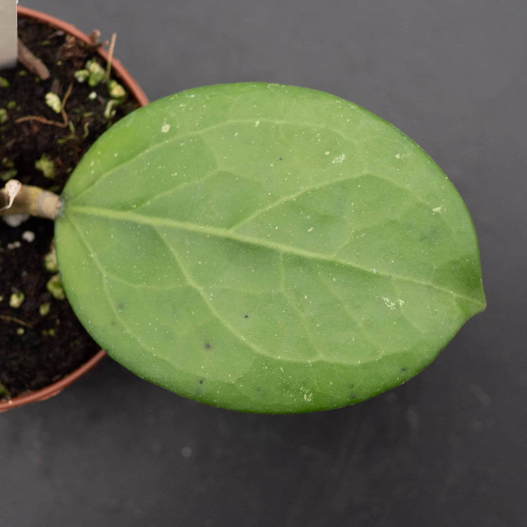 Gabriella Plants Hoya 3" Hoya 'Michele'